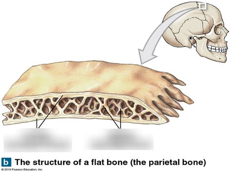 Chapter 6 Flat Bone Structure Diagram Quizlet