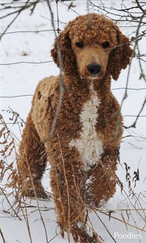 Is the biggest of the three poodle dogs a perfect breed for your family? Standard Poodle Ungroomed | Poodle puppy, Red poodles ...