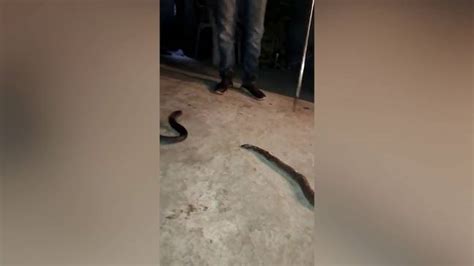 Horrendous Moment Cobra Regurgitates Entire Snake After Biting Off More