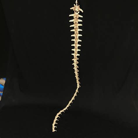 Animal Tail Bone