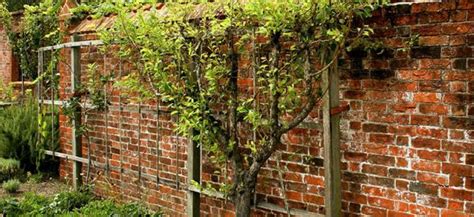 How To Espalier Flower Power