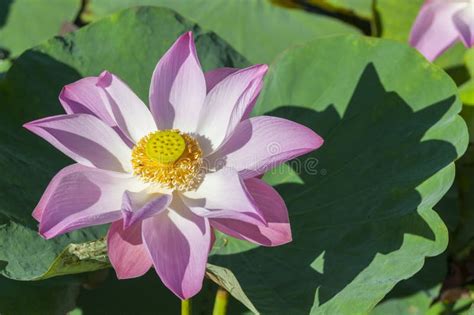 Nelumbo Nucifera Also Known As Indian Lotus Sacred Lotus Bean Of