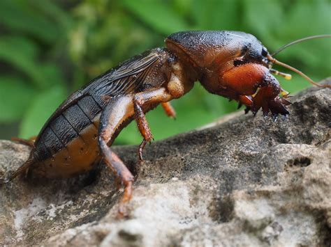 Bueno amigos, hoy os voy a hablar de un feo y agresivo animal. ¿Qué es y cómo se combate el grillo topo?