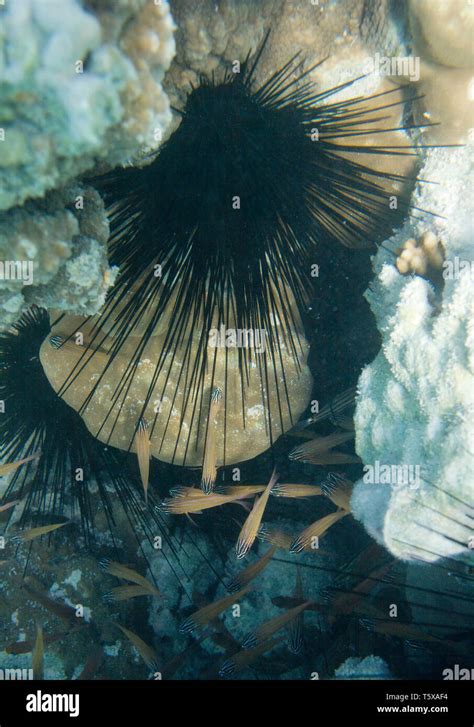 Long Spine Sea Urchin Diadema Setosum Underwater Life Of Red Sea In
