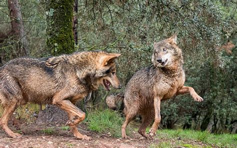 Wolves Mating Pictures Images And Stock Photos Istock