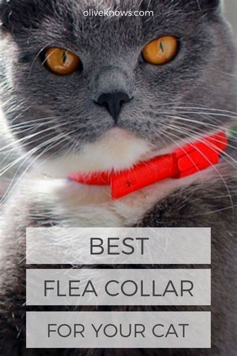 Best Flea Collar For Your Cat Oliveknows Cat Illnesses Cats Flea