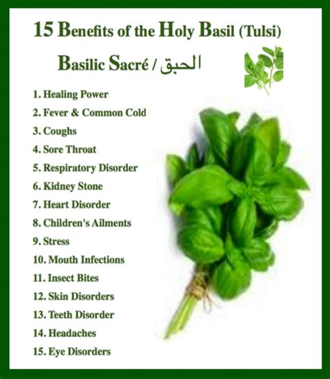 Tulsi Leaf Benefits
