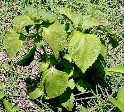 Scout Pastures for Toxic Perilla Mint this Fall | Panhandle Agriculture