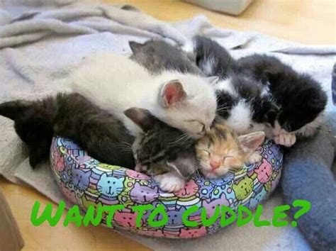 Cat Meme Cuddle Kitten Cuddle Kittens And Puppies Pretty Cats