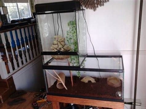 Finishing Stages Of My Terrarium Set Up For My Red Eye Tree Frogs I
