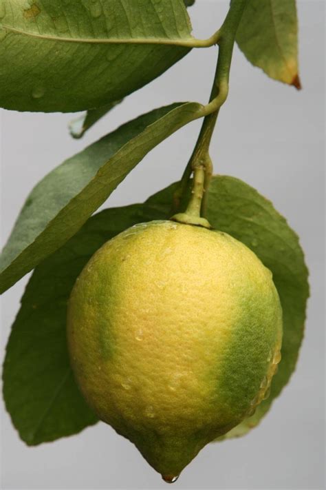 Why Are My Lemon Tree Leaves Curling Solutions To Keep Your Lemon Tree