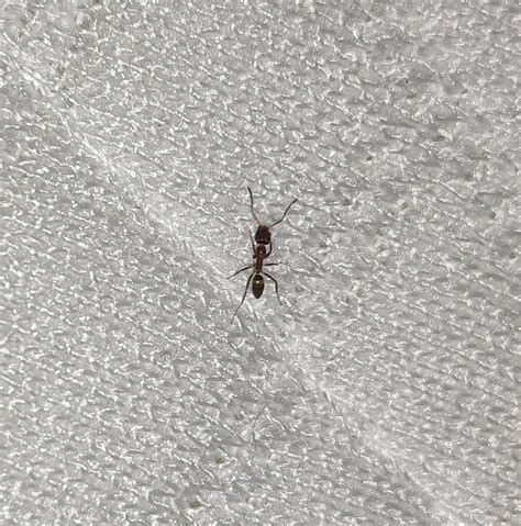 What Species Of Tiny Ant Is This Southern California Whatsthisbug
