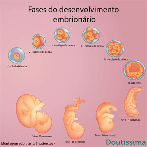 As Avaliações Podem Ser Executadas Em Várias Etapas Do Desenvolvimento