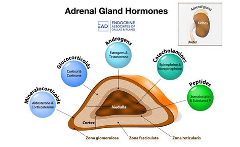 function of adrenal glands in hormone secretion anatomy my xxx hot girl