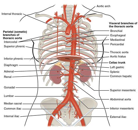 On acupuncture charts, the meridians appear as thin surface lines connecting a series of dots that represent the acupuncture. This diagram shows the arteries in the thoracic and ...