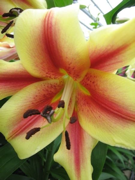 Buy Lily Bulbs Lavon Oriental Trumpet Gold Medal Winning Harts Nursery