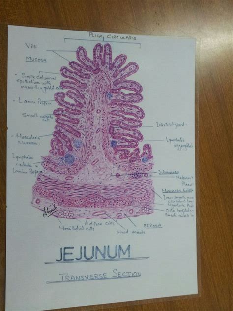 Duodenum Jejunum Ileum Histology