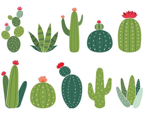 Cactus Flower Illustrations Royalty Free Vector Graphics And Clip Art