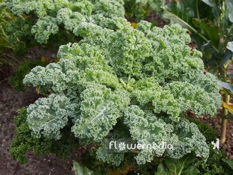 Brassica Oleracea Var Sabellica Kale 100746 Flowermedia