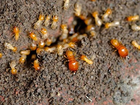 Preventing Termites In Your Colorado Home Termite Prevention Tips