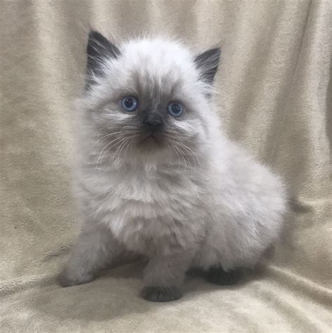 Himalayan kittens for sale, himalayan kittens for sale nj, himalayan kittens nj, himalayan cats for sale, himalayan cat breeder, emotional support shore kittens is a small family owned cattery located in ocean county at the jersey shore. Pin by Himalayan kittens for sale New on Himalayan kittens ...