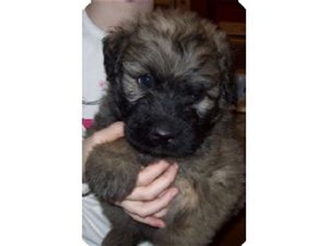 As a breeder, i strive to produce a limited quantity of quality bouvier des flandres puppies to promote the breed taking into account temperament, genetic health and proper characteristics for the. Bouvier des Flandres puppies for sale