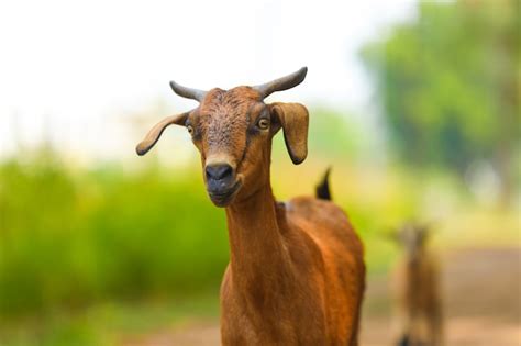 Premium Photo Indian Goat On Street Rural India