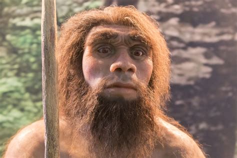 When Did Neanderthals And Humans Interbreed Popular Science