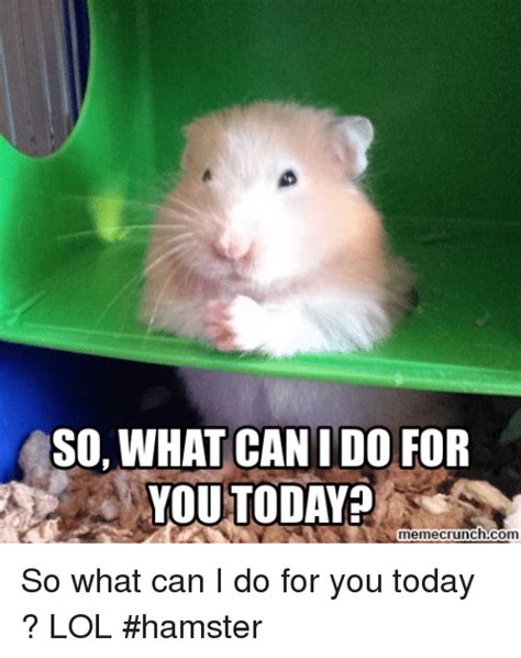 25 Best Memes About Lol Hamster Lol Hamster Memes