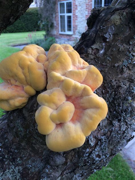 Bright Orange Fungus On An Acient Apple Tree Fungi Pictures Arbtalk