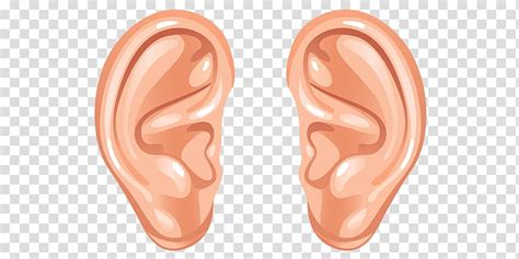 Pair Of Human Ears Graphic Cartoon Ears Transparent Background Png