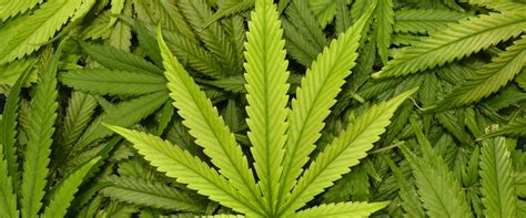 Sin embargo, los científicos han estudiado los efectos de los cannabinoides, las sustancias químicas de la marihuana. Marihuana - skutki palenia, działanie i wpływ na zdrowie ...