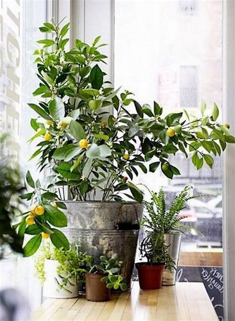 20 Indoor Garden Ideas For Your Home In Small Room
