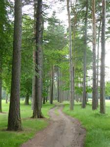 A Path Through The Pine Trees At Forest © Rod Allday Cc By Sa20
