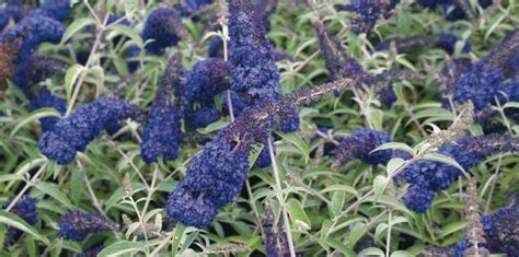 Check spelling or type a new query. arbuste à fleurs bleues : 8 indispensables qu'il faut ...