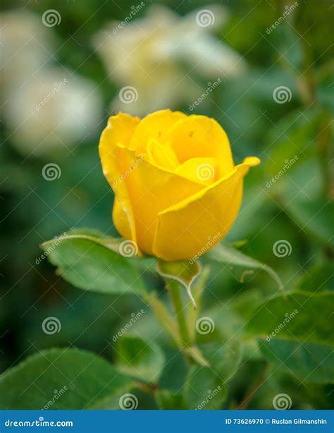 Beautiful Yellow Rose In A Garden Stock Photo Image Of Botanical