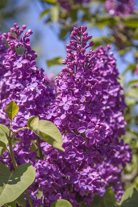Lilac Flowers A Bright Spring Fragrant Flowers In Spring Stock Image