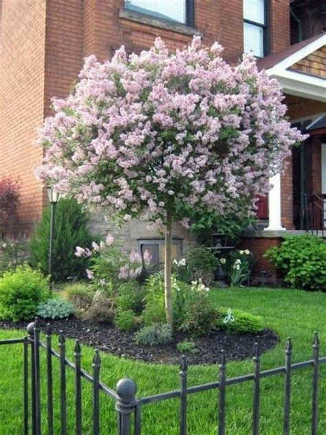 Small Trees For Landscaping Front Yard Great Small Trees For