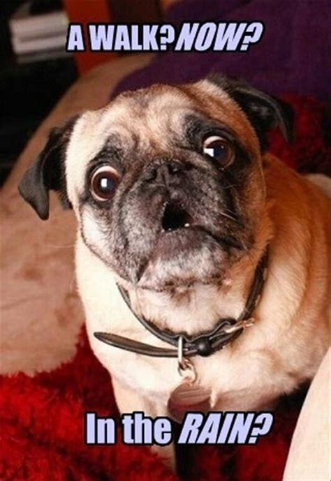 The 14 Most Ridiculous Pug Pictures Ever