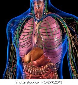 Learn about male anatomy with free interactive flashcards. Abdominal Anatomy Male - Anatomy of the Lower Urinary ...