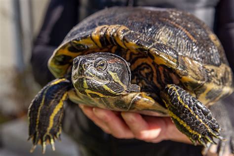 10 Types Of Turtles That Make Great Pets