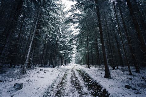 502728 Johannes Hulsch Forest Winter Snow Trees Road Norway Wallpaper