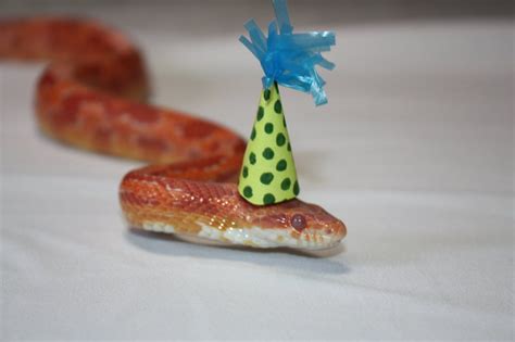 Check spelling or type a new query. 10 Reasons To Get Over Your Fear Of Snakes