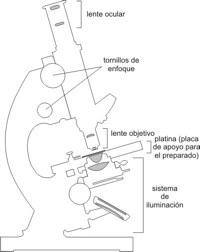 Microscopio Optico Para Dibujar Con Sus Partes Que Es Microscopio De