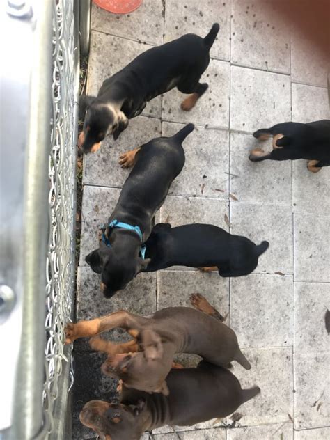 At ajt european dobermans, we breed doberman pinscher puppies in florida that excel at all types of activities designed for working group dogs, including: Doberman Puppies for Sale in Jacksonville, Florida
