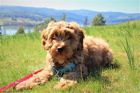 Australian Labradoodle The Complete Dog Breed Guide K9 Web