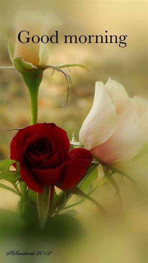 For a true friendship there are four important word. Pin by sangamitra pradhan on decoration | Beautiful rose ...