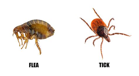 Whats The Difference Between Fleas And Ticks Sterifab Bed Bug Blog