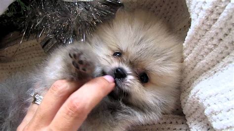 Puppies for sale from dog breeders near houston, texas. Baby Bailey micro teacup Pomeranian. TOP ELITE PLATINUM ...