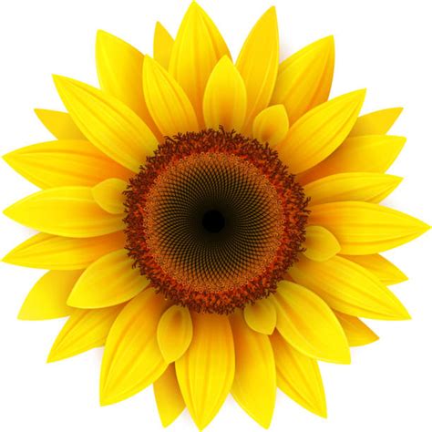 Royalty Free Sunflower Clip Art Vector Images